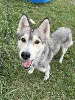 Jean -  Husky Dog for Adoption in Wando, South Carolina - Jean | PetCurious