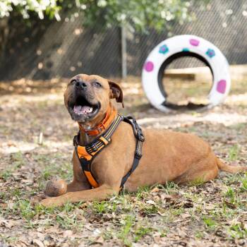 Rescue Mixed Breed Dogs for Adoption in Gainesville, Florida - Ruby | PetCurious
