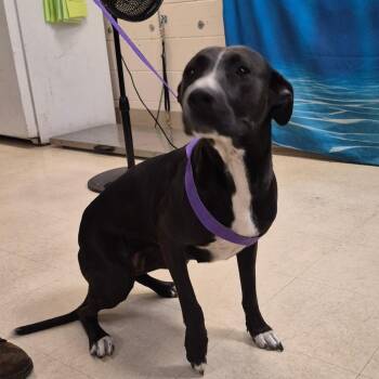 Dobby -  Mixed Breed Dog for Adoption in Lake Panasoffkee, Florida - Dobby | PetCurious