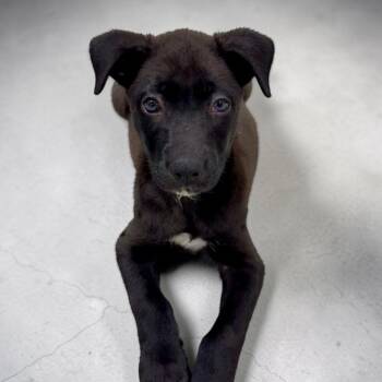 Shepherd and Labrador Retriever Dogs Available for Adoption in Alvin, Texas - Bruin | PetCurious