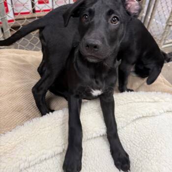 Chevy -  Black Labrador Retriever and Mixed Breed Dog for Adoption in Attica, New York - Chevy | PetCurious