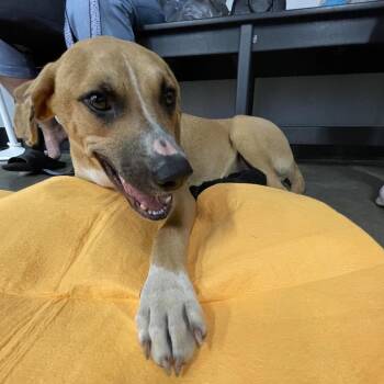 Finn -  Black Mouth Cur Dog for Adoption in Tampa, Florida - Finn | PetCurious