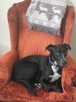 Black Labrador Retriever and Labrador Retriever Dogs Available for Adoption in Farmington, Connecticut - Moose | PetCurious