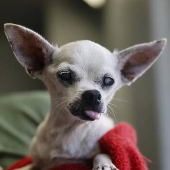 ANDROMEDA -  Chihuahua Dog for Adoption in San Antonio, Texas - ANDROMEDA | PetCurious