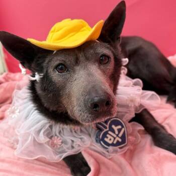 Vix (20260529-03) -  Jindo Dog for Adoption in Niagara Falls, Ontario - Vix (20260529-03) | PetCurious