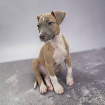 Smoky -  Rat Terrier Dog for Adoption - Smoky | PetCurious
