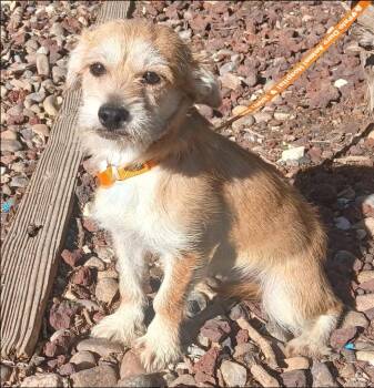 Hope -  Cairn Terrier and Wirehaired Terrier Dog for Adoption in Thompson Falls, Montana - Hope | PetCurious