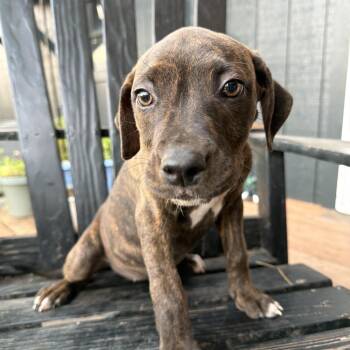 Ms Honey -  Pit Bull Terrier Dog for Adoption in Eugene, Oregon - Ms Honey | PetCurious