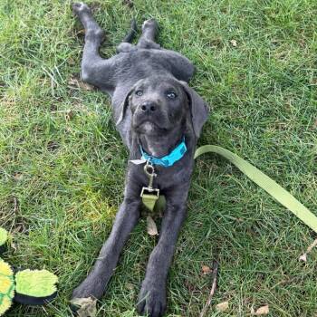 Rollie -  Pit Bull Terrier and Irish Wolfhound Dog for Adoption in Brainerd, Minnesota - Rollie | PetCurious