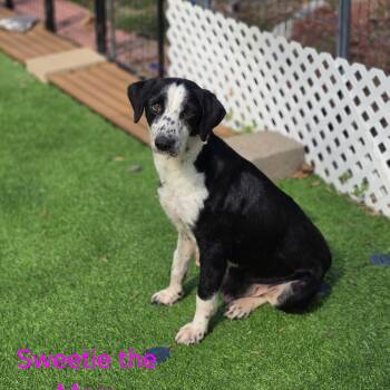 Border Collie and Australian Shepherd Dogs Available for Adoption in Blairstown, New Jersey - Sweetie | PetCurious