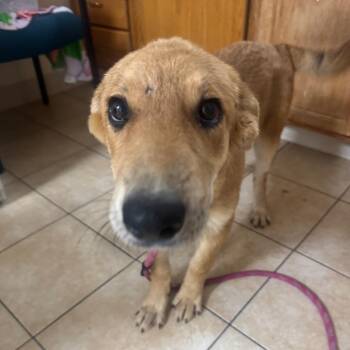 Coyote Ugly -  German Shepherd Dog Dog for Adoption in Pekin, Illinois - Coyote Ugly | PetCurious
