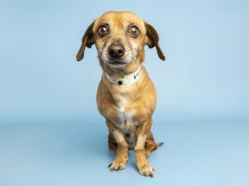 Dachshund Dogs Available for Adoption - BUDDY | PetCurious