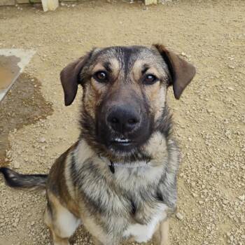 Waylon -  German Shepherd Dog and Mixed Breed Dog for Adoption in Bentonville, Arkansas - Waylon | PetCurious