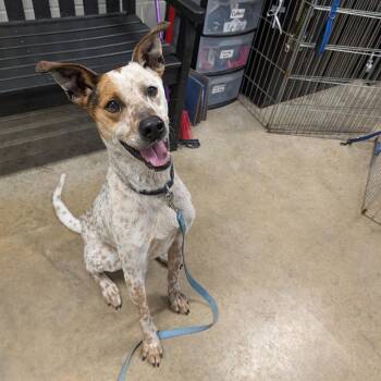 Pointer and Cattle Dog Dogs Available for Adoption in Jasper, Indiana - Rudy | PetCurious
