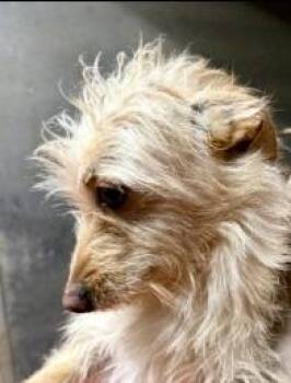 Terrier Dogs Available for Adoption - Hendrie | PetCurious