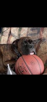 Boxer Dogs Available for Adoption in Aurora, Indiana - CD : Leo | PetCurious