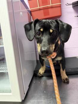 61751496 -  Dachshund and Mixed Breed Dog for Adoption in El Paso, Texas - 61751496 | PetCurious