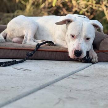 Pit Bull Terrier Dogs Available for Adoption - Olaf | PetCurious