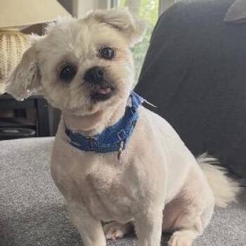 Mama -  Shih Tzu Dog for Adoption in Portage, Michigan - Mama | PetCurious