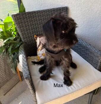 Max -  Maltipoo Dog for Adoption in Maitland, Florida - Max | PetCurious