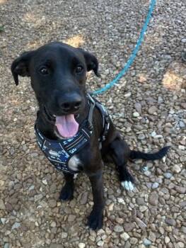 Rescue Golden Retriever and Boxer Dogs for Adoption in Brookhaven, Mississippi - Ollie 25 | PetCurious