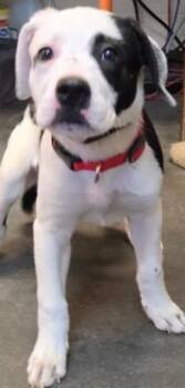 SNOOP DOG -  Pointer and Pit Bull Terrier Dog for Adoption in Elizabethton, Tennessee - SNOOP DOG | PetCurious
