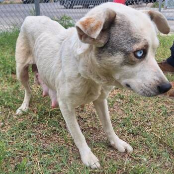 Catahoula Leopard Dog and Terrier Dogs Available for Adoption in Austin, Texas - Aurora | PetCurious