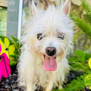 Scruffy -  Chihuahua and Mixed Breed Dog for Adoption in Hopkinton, Massachusetts - Scruffy | PetCurious