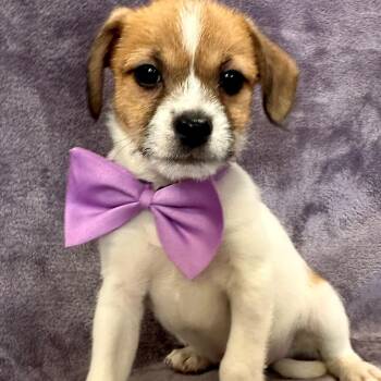Rescue Terrier Dogs for Adoption in Lodi, California - Emmett | PetCurious