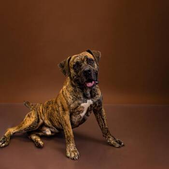 Pen 167 Hammy Hw+ -  Mastiff Dog for Adoption in Lawrenceville, Georgia - Pen 167 Hammy Hw+ | PetCurious
