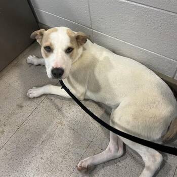 American Staffordshire Terrier and Mixed Breed Dogs Available for Adoption - TRIXIE | PetCurious