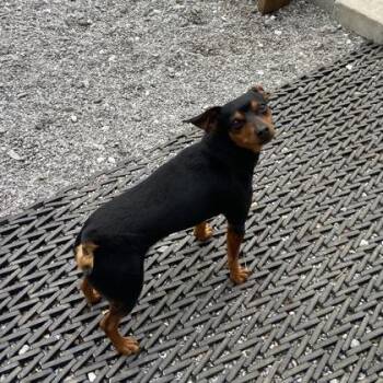 Miniature Pinscher and Mixed Breed Dogs Available for Adoption - Brody | PetCurious