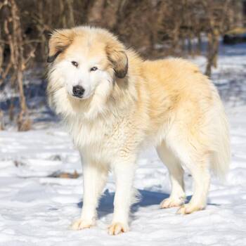 Great Pyrenees Dogs Available for Adoption - Sunny | PetCurious