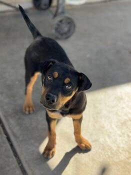 Catahoula Leopard Dog and Black Mouth Cur Dogs Available for Adoption - Rain | PetCurious