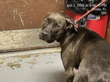 Rescue Pit Bull Terrier and Mixed Breed Dogs for Adoption in Ocala, Florida - CHICO | PetCurious