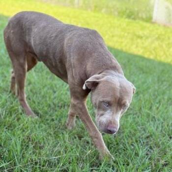 Miles -  Pit Bull Terrier Dog for Adoption in Ludowici, Georgia - Miles | PetCurious
