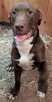 Winston *Help! I need a foster home by Oct 1!* -  Labrador Retriever Dog for Adoption in Minneapolis, Minnesota - Winston *Help! I Need A Foster Home By Oct 1!* | PetCurious