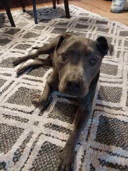 Murdoch (aka Brownie) -  American Staffordshire Terrier Dog for Adoption in Sanford, North Carolina - Murdoch (aka Brownie) | PetCurious