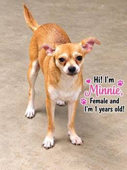 Minnie -  Pomeranian and Chihuahua Dog for Adoption in Cedarburg, Wisconsin - Minnie | PetCurious