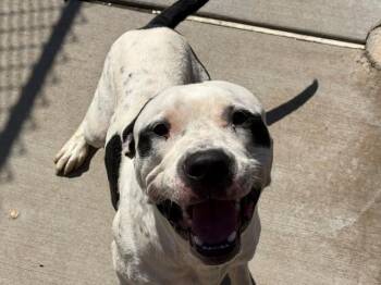 JUST A CHILL GUY -  Pit Bull Terrier Dog for Adoption in Tulsa, Oklahoma - JUST A CHILL GUY | PetCurious