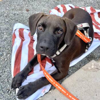 Marvin D71065 -  American Bulldog and Mixed Breed Dog for Adoption in Minnetonka, Minnesota - Marvin D71065 | PetCurious