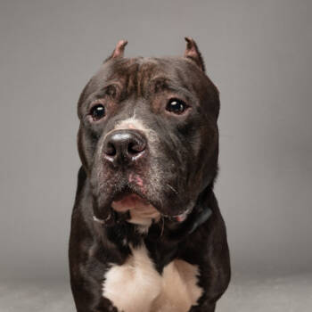 Rescue Mixed Breed Dogs for Adoption in Atlanta, Georgia - Frannk | PetCurious