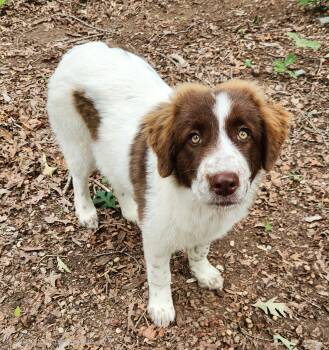 Australian Shepherd Dogs Available for Adoption in Pelzer, South Carolina - Rosie  | PetCurious