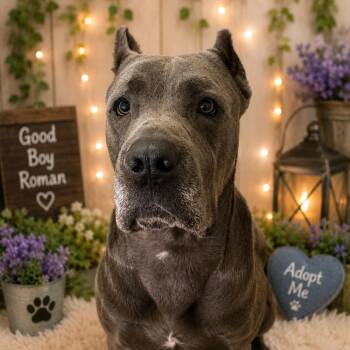 Roman -  Cane Corso Dog for Adoption in Waldorf, Maryland - Roman | PetCurious