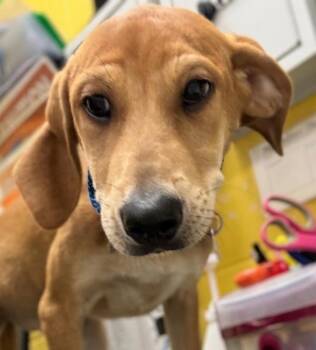 Labrador Retriever Dogs Available for Adoption in Golden, Colorado - Lucy | PetCurious