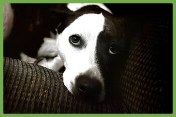 Penny -  Pit Bull Terrier and American Staffordshire Terrier Dog for Adoption in Amherst, Massachusetts - Penny | PetCurious
