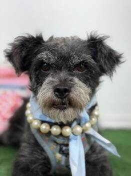 Lucy-One of our Amazing Rescue Dogs -  Border Terrier and Schnauzer Dog for Adoption in Carlsbad, California - Lucy-One Of Our Amazing Rescue Dogs | PetCurious