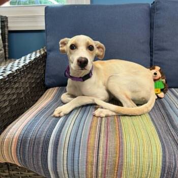 Leche -  Labrador Retriever Dog for Adoption in Sunderland, Maryland - Leche | PetCurious