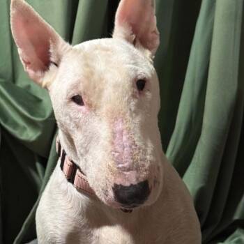 Itzy Bitzy YC -  Bull Terrier Dog for Adoption in Austin, Texas - Itzy Bitzy YC | PetCurious