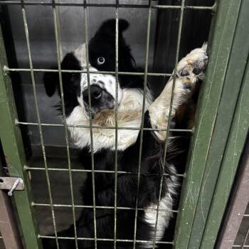 Beau -  Border Collie Dog for Adoption in Carlin, Nevada - Beau | PetCurious